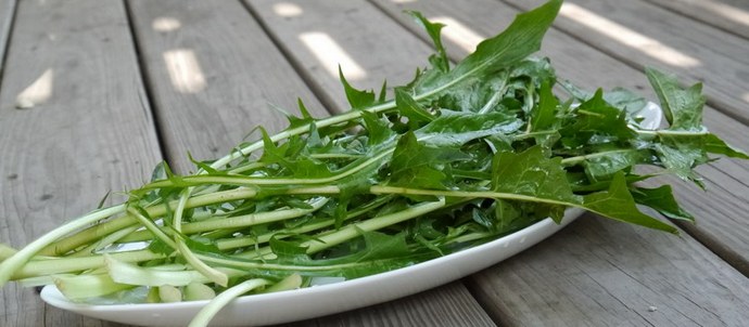 O dente-de-leão é muito mais saudável do que outros vegetais que comemos