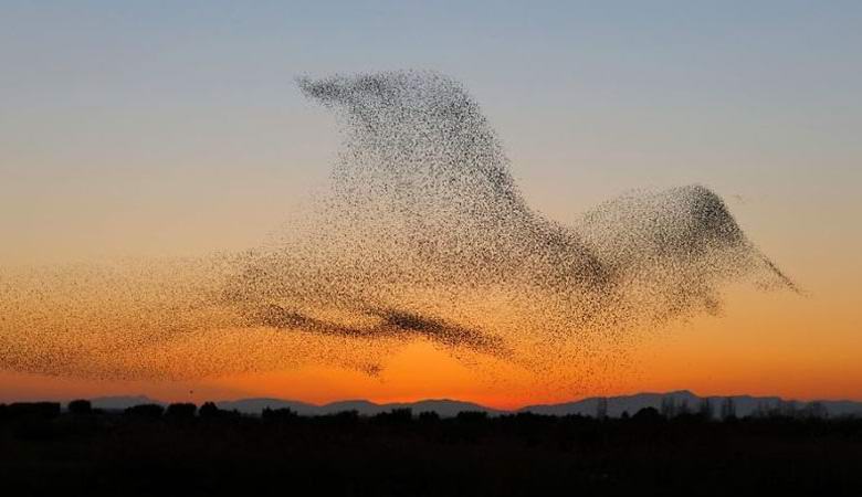 Um imenso bando de estorninhos formava a silhueta de um pássaro gigante no céu