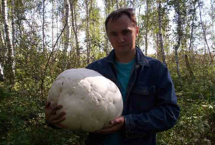 Capas de chuva enormes de cogumelos do território de Krasnodar