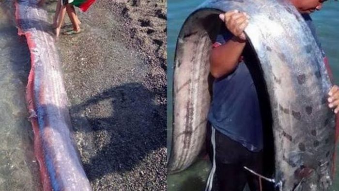 Grandes criaturas marinhas assustam os habitantes das Filipinas