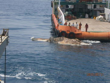 Uma enorme criatura marinha estranha encontrada no Golfo Pérsico