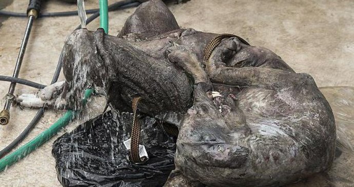 Caçador do Texas encontrou chupacabra morto