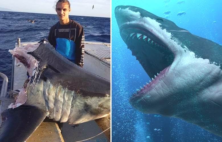 Monstro do oceano lidou facilmente com um tubarão gigante