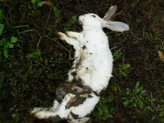 Eles eram altos, sem pelos, com rostos alongados e olhos vermelhos.