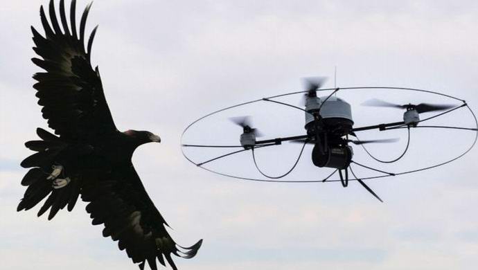 Orlov treinado para pegar drones