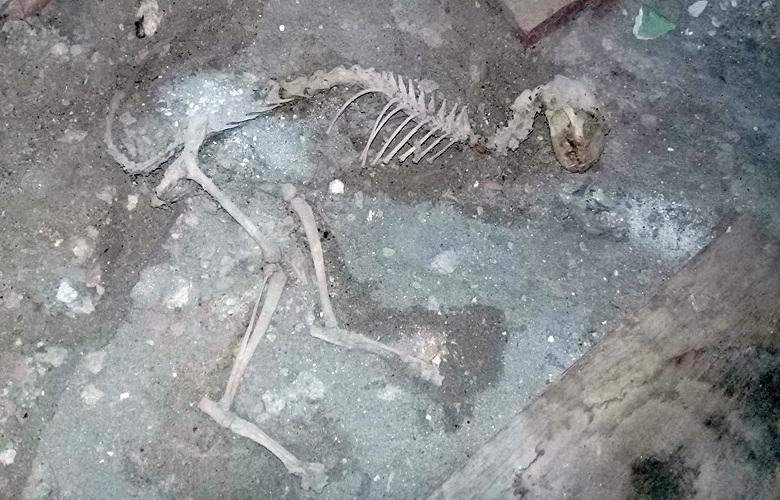 Os restos de um animal misterioso encontrado no Uzbequistão