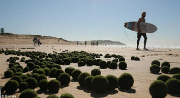 Os misteriosos 'ovos alienígenas' verdes espalhados por Dee Why Beach, em Sydney