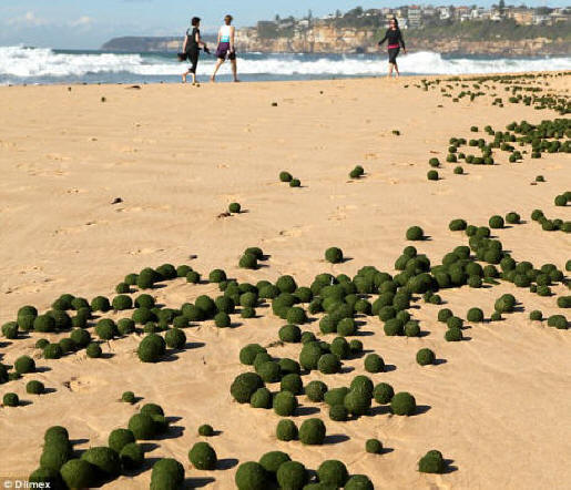 Os moradores disseram que nunca viram nada como as bolas de algas verdes que caíram em Dee Why nesta semana