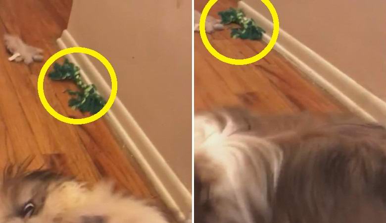 Paranormalismo foi flagrado em um vídeo inofensivo com um cachorro