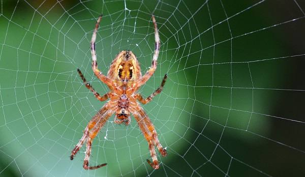 Se uma aranha descer na teia 