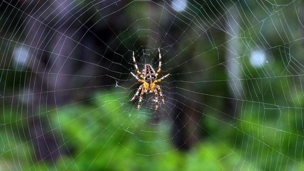 Aranha rastejando  