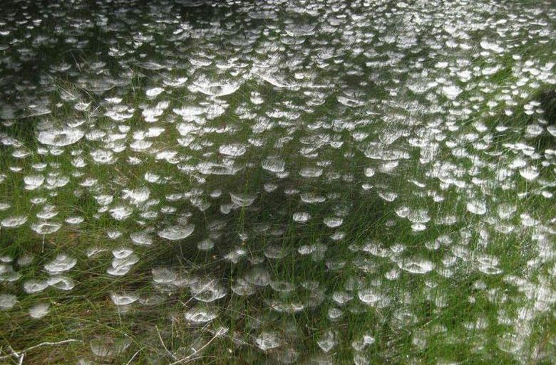 Aranhas criaram a ilusão de um jardim subaquático com água-viva no parque