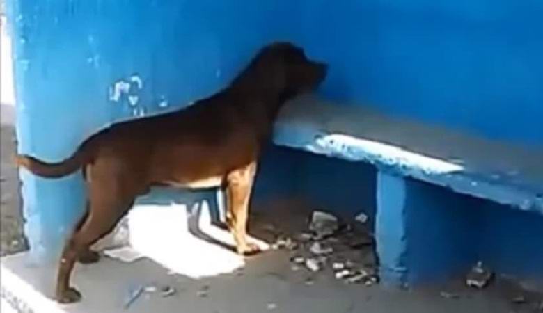 O cachorro olha constantemente para a parede azul e ninguém pode explicar o porquê.