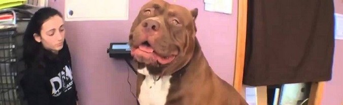 O pitbull gigante é apenas algum tipo de monstro!