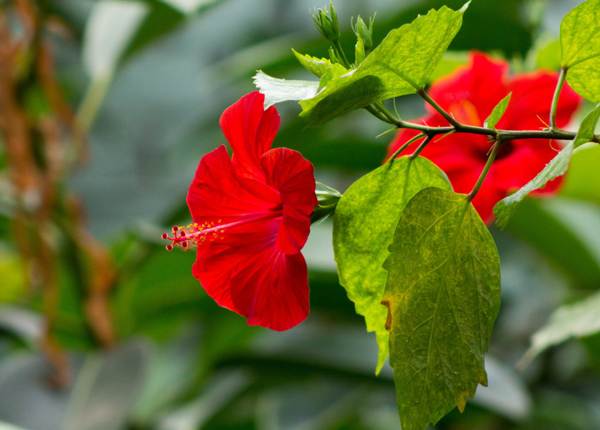 rosa chinesa por que não manter em casa 