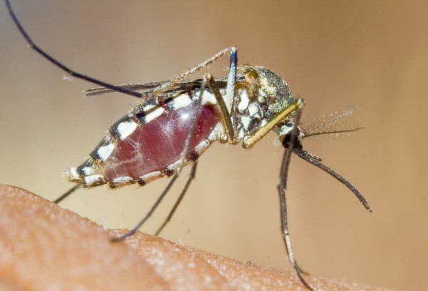 Por que os mosquitos picam as pessoas?