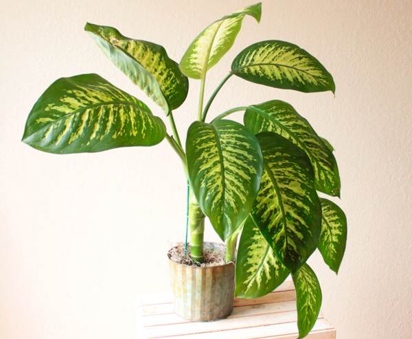 Dieffenbachia 