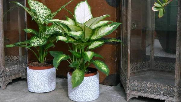 Dieffenbachia em casa 