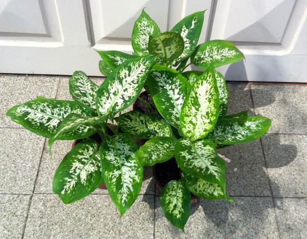 Dieffenbachia de flores de interior 