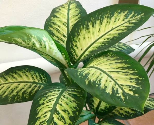 Planta Dieffenbachia 