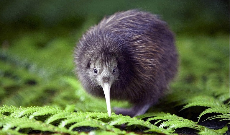 Por que os kiwis se recusaram a voar e ... quase morreram