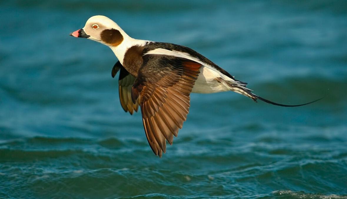 Por que os patos à vela começam a cair do céu ...