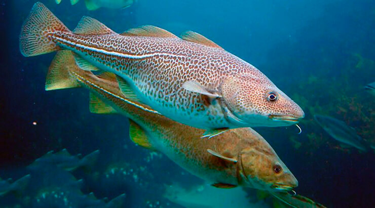 Por que o bacalhau tem mais mercúrio, disseram os cientistas