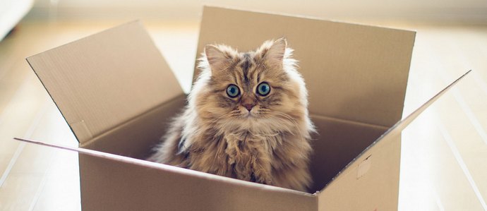 Por que todos os gatos estão tão dispostos a caçar?