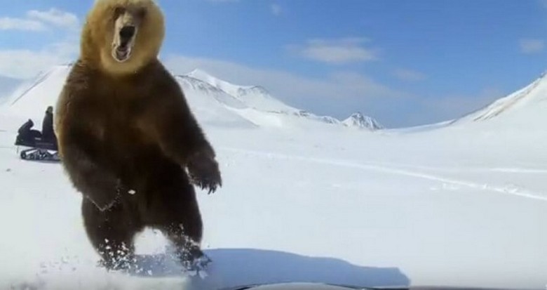 Persiga o urso e conheça a medida