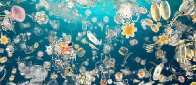 Devemos metade do oxigênio da atmosfera ao plâncton