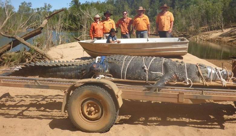 Após uma década de caça na Austrália, o lendário crocodilo foi capturado