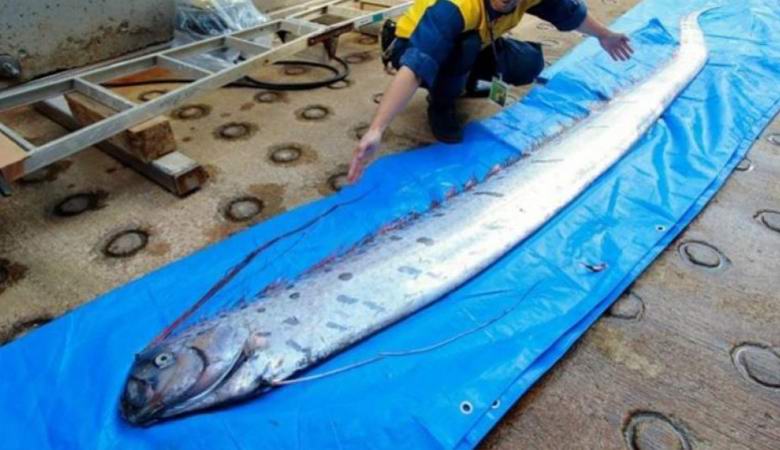 O surgimento de reis arenques - um prenúncio de um forte tsunami