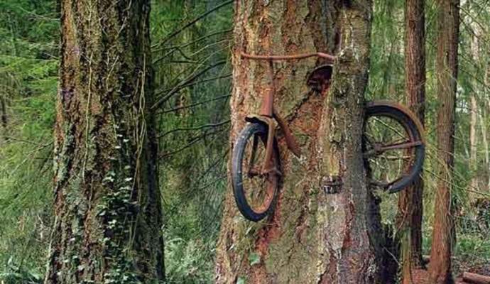 A verdadeira história de uma bicicleta enraizada em uma árvore