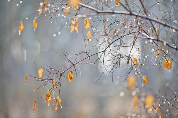 novembro 