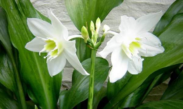 presságios eucharis 