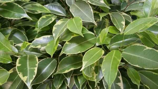 Sinais e superstições de Ficus benjamin 