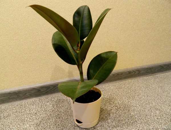 Borracha de ficus 