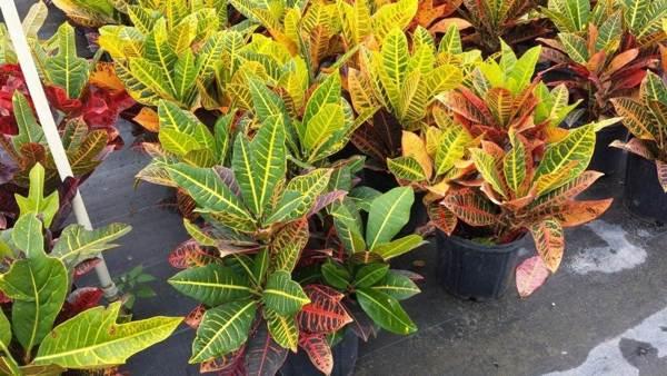 flores de croton 