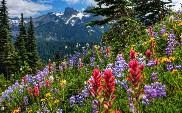 Preditores de clima de flores 