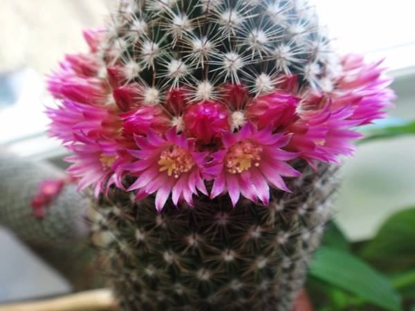 por que o cacto floresce: sinais 