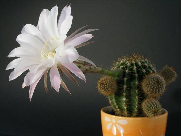 por que um cacto floresce em casa: sinais 