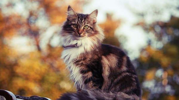 gato tricolor 