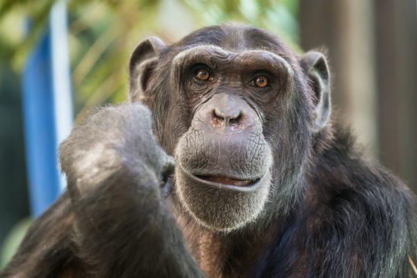 Por que o grande macaco está sonhando 