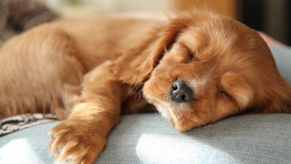 Por que um cachorrinho morto está sonhando? 