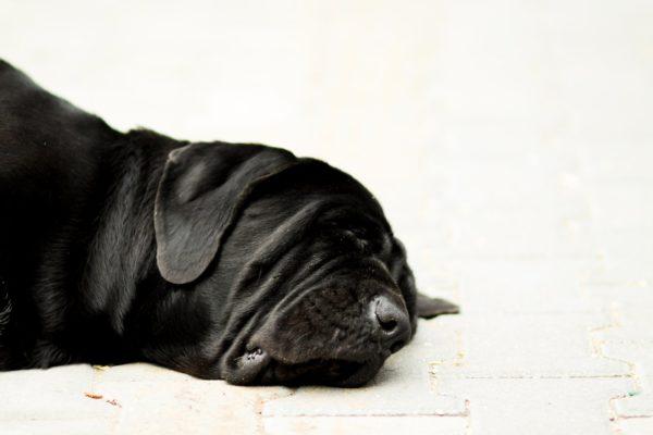 Cachorro preto morto 