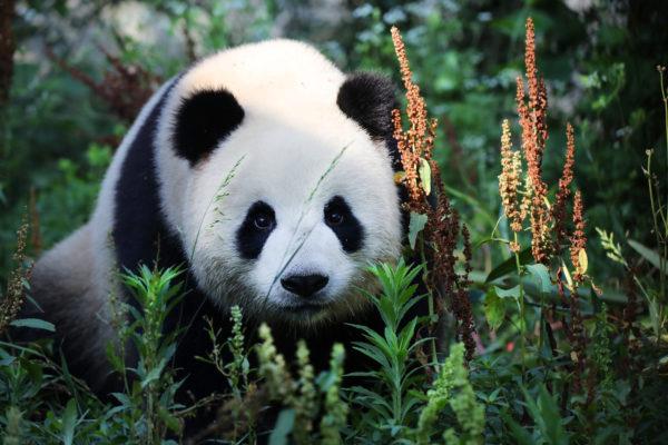 Por que o panda está sonhando 