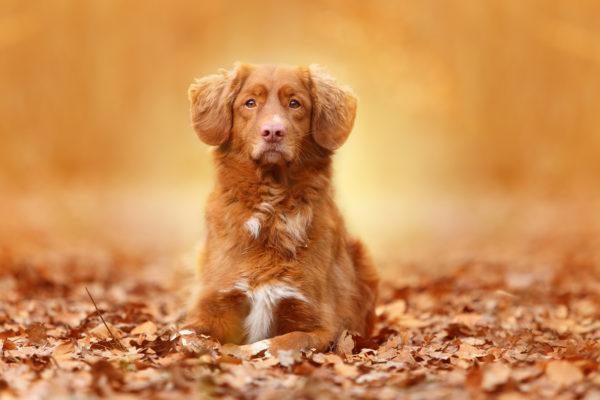 Por que o cachorro vermelho está sonhando 