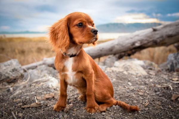 Um cachorro ruivo sonha com um homem 