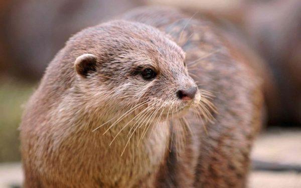 Por que a lontra está sonhando 