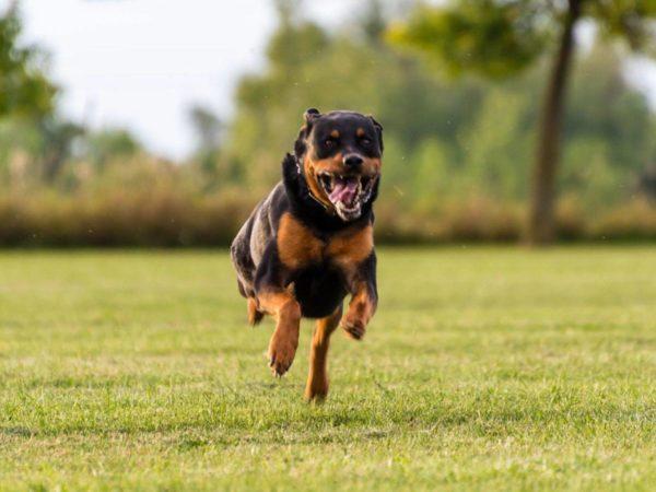 Cão zangado a perseguir 